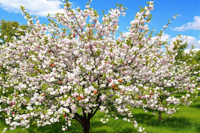 Abricotier : combien de temps pour avoir des fruits
