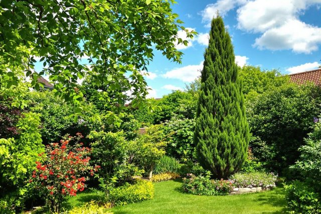 Arbre à feuillage persistant et croissance rapide