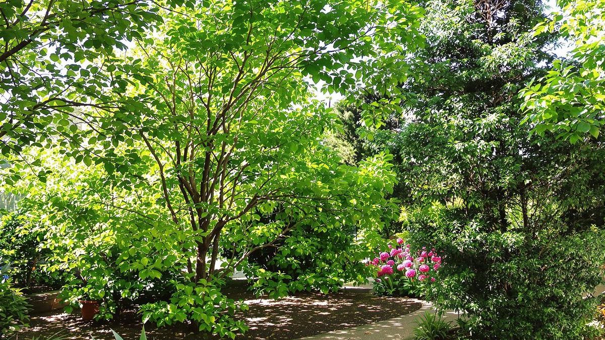 Arbres à croissance rapide et feuillage persistant pour votre jardin.jpg
