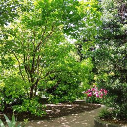 Arbres à croissance rapide et feuillage persistant pour votre jardin.jpg