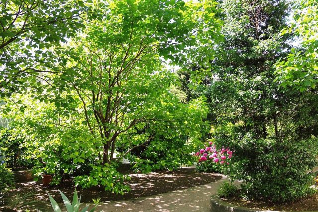 Arbres à croissance rapide et feuillage persistant pour votre jardin