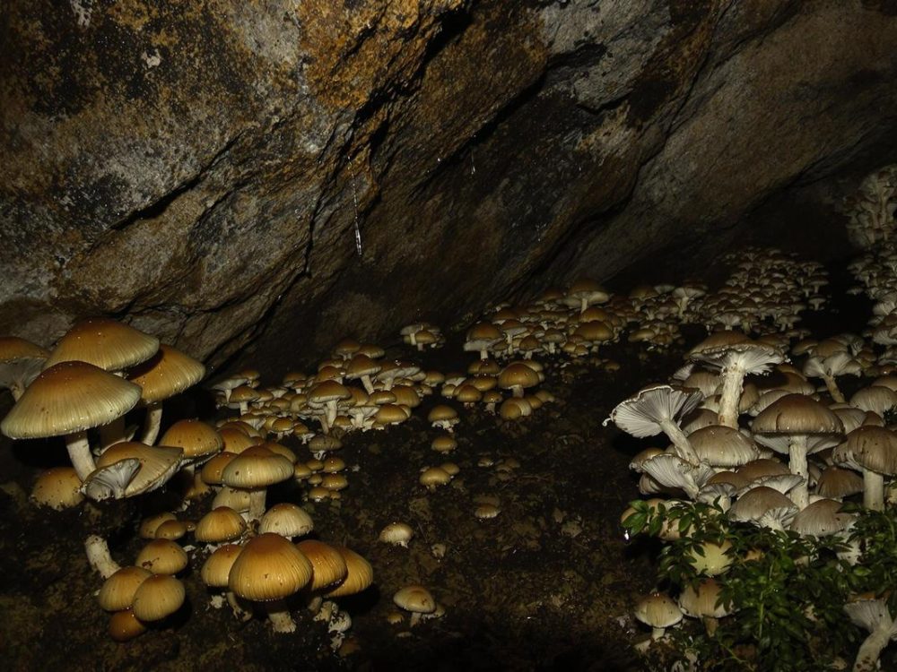 Cave champignonnière des roches ville souterraine: une visite incontournable.jpg