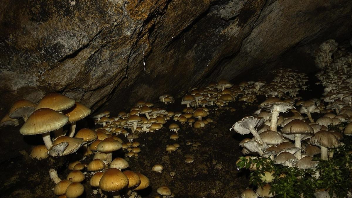 Cave champignonnière des roches ville souterraine: une visite incontournable.jpg