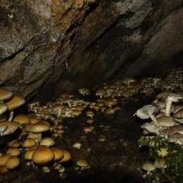 Cave champignonnière des roches ville souterraine: une visite incontournable.jpg