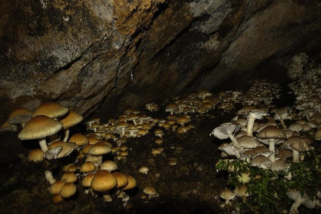 Cave champignonnière des roches ville souterraine: une visite incontournable