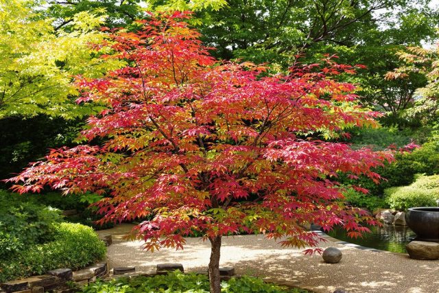 Comment planter un érable du Japon en pleine terre