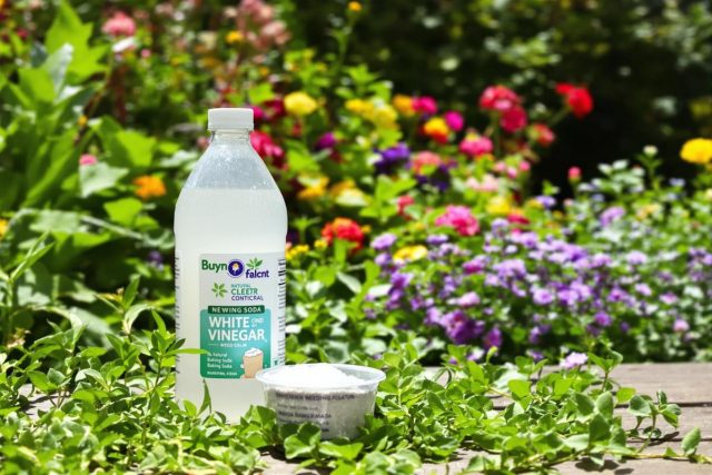 Désherbant bicarbonate de soude et vinaigre blanc : guide complet