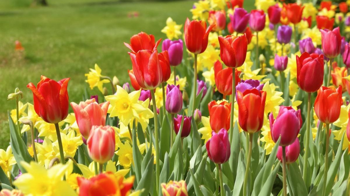 Quand planter les bulbes de tulipes et jonquilles ?.jpg