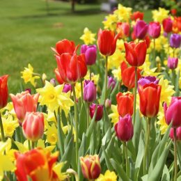 Quand planter les bulbes de tulipes et jonquilles ?.jpg