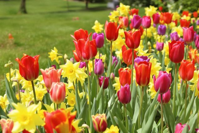 Quand planter les bulbes de tulipes et jonquilles ?