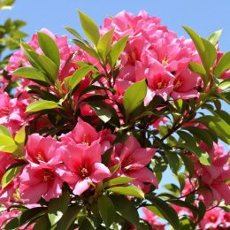 Quand transplanter un laurier rose en pleine terre ?.jpg