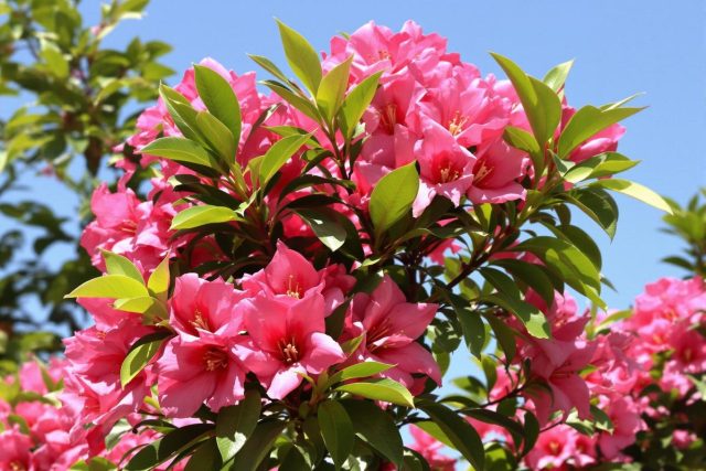Quand transplanter un laurier rose en pleine terre ?