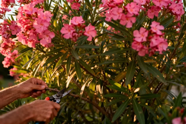 Taille laurier rose : quand et comment bien tailler votre arbuste