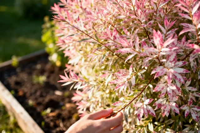 Saule crevette : guide simple pour planter, tailler et entretenir